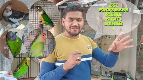 Small Conure और Cockatiel क शनदर सटअप अदभत अवशवसनय breeding