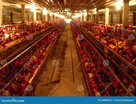 Chicken Farm Egg Laying Chicken In Battery Cages Commercial Hens