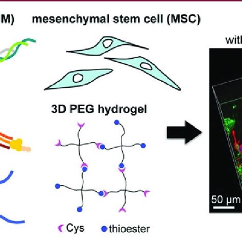 Schematic For Production Of Extracellular Matrix Ecm Composites With