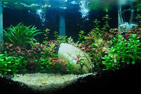 Supplies You Need To Get Started With Aquascaping Aquascaping Ideas