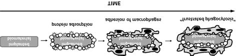 The Foreign Body Reaction To An Implanted Biomaterial Download Scientific Diagram