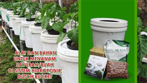 Cara Menanam Sayuran Buah Hidroponik Dutch Bucket Statis Fruit