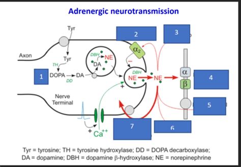 Midterm Images Flashcards | Quizlet
