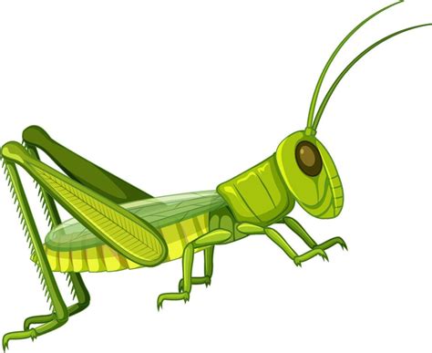 Cute Grasshopper Vector Art Icons And Graphics For Free Download