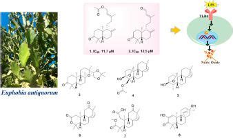 Diterpenoids From The Aerial Parts Of Euphorbia Antiquorum And Their