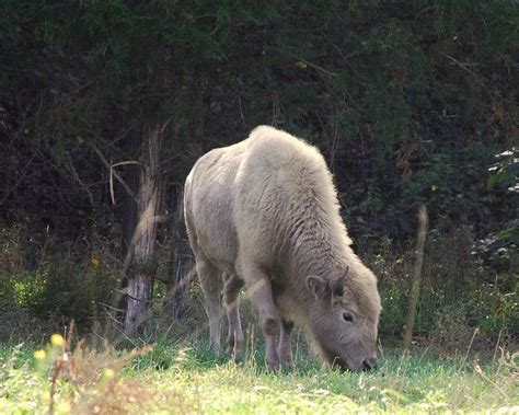 White Buffalo Calf Prophecy Explained