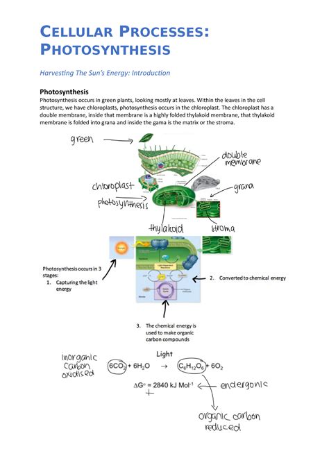 CBG Notes Part 2 CELLULAR PROCESSES PHOTOSYNTHESIS Harvesting The