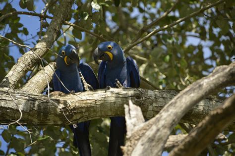 This month we’re in awe of the Hyacinth Macaw » Nature and Culture ...