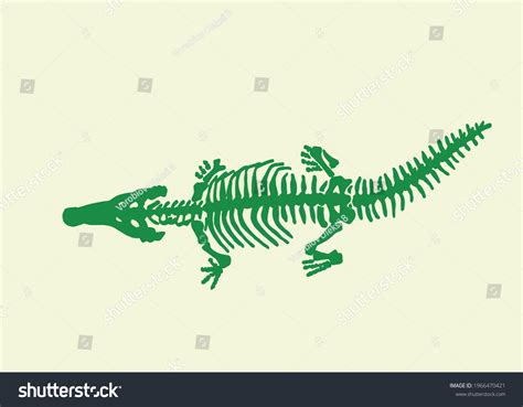 341 Crocodile Skeleton Stock Illustrations, Images & Vectors | Shutterstock