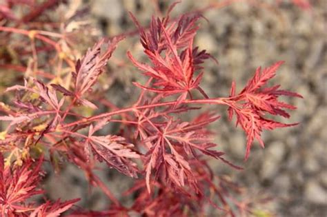 Acer Palmatum Scarlet Princess Japanese Maple Acer Palmatum Shade