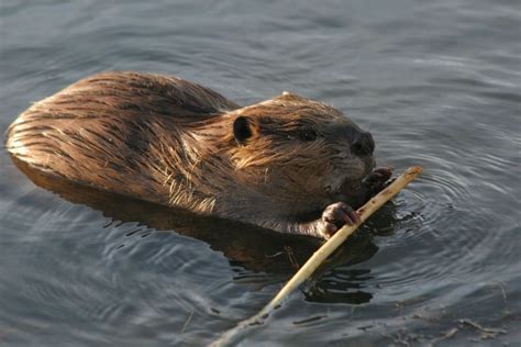 What Do Beavers Eat? – Interesting Animal Facts