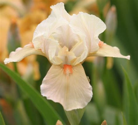 Iris Apricot Silk Intermediate Bearded Flag Iris Iris Apricot