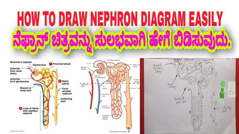 How To Draw Nephron Easily Youtube