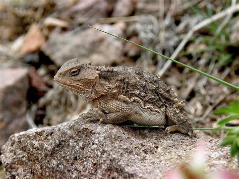 Horned Toad Photograph by FeVa Fotos | Fine Art America