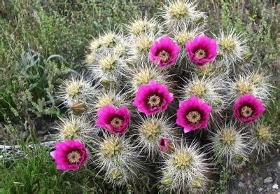 Echinocereus Engelmannii Wikipedia