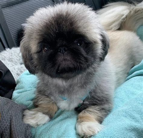 Pekingese puppies for sale – Surprise Puppy Home