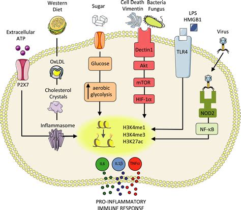 Trained Immunity In Organ Transplantation American Journal Of