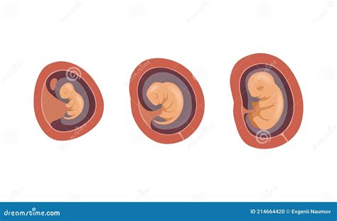 Proces Van Foetale Ontwikkeling Of Embryologisch Stadium Van De
