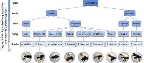 Hymenoptera taxonomy. | Download Scientific Diagram