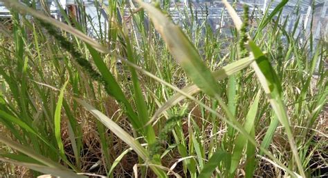 Barnyardgrass Mississippi Crop Situation