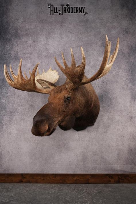 Alaskan Moose SKU 2988 - All Taxidermy