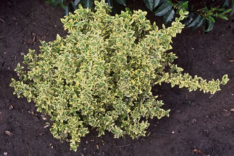 Trzmielina Fortune A Emerald N Gold Euonymus Fortunei Emerald Gold