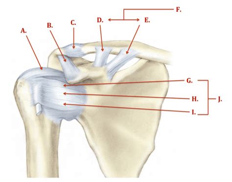 Diagram Of Ligaments Of The Shoulder Girdle Quizlet