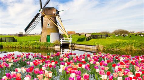 Village moulin à vent fleurs de tulipes rivière la vache le