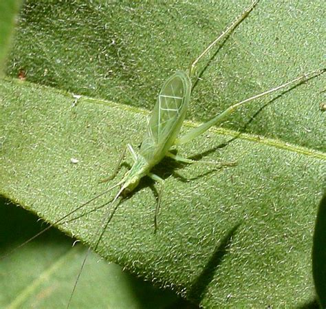 Oecanthus fultoni - Wikispecies