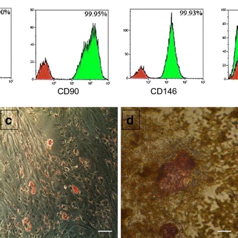 Flow Cytometry Analysis Of Cd105 Cell Populations Derived From Admscs Download Scientific