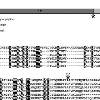 A Schematic Representation Of The Different Functional Domains