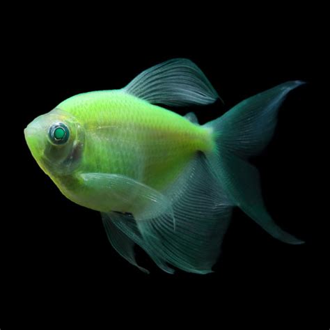 Glofish® Electric Green® Longfin Tetra Pacific Fish Depot