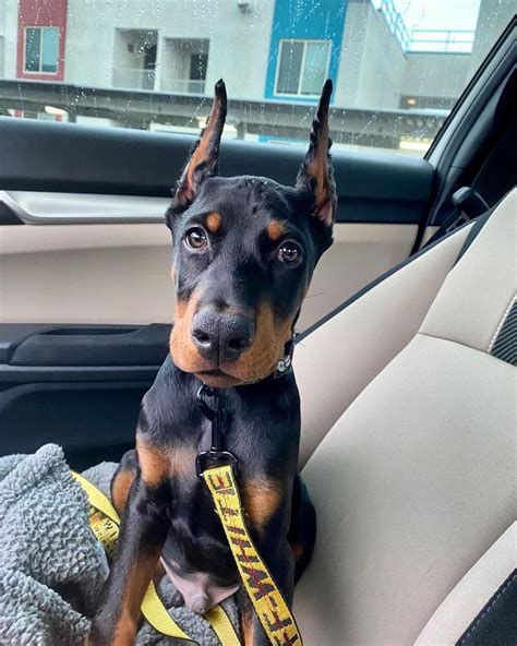 15 Cool Doberman Pinschers That Will Make You Happy And Make You Smile