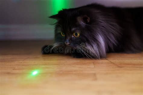 Cat Playing with Laser Pointer Stock Photo - Image of hunter, adorable ...