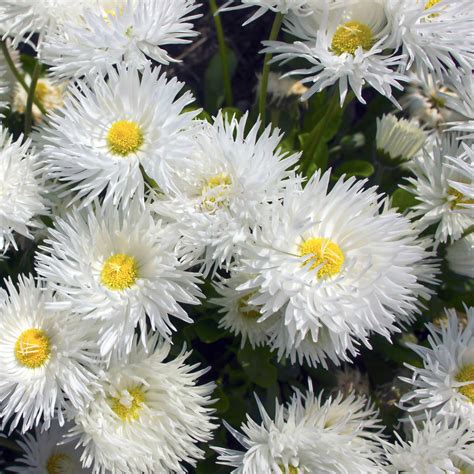 Shasta Daisy Flower Seeds - Crazy Daisy Variety - 1000 Seeds - White Curled Blooms, Yellow ...