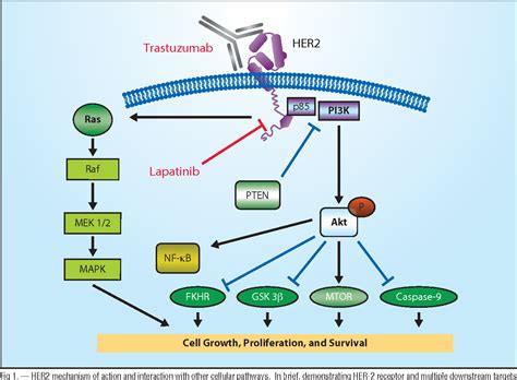 Figure 1 From Targeting The Human Epidermal Growth Factor Receptor 2 In Esophageal Cancer