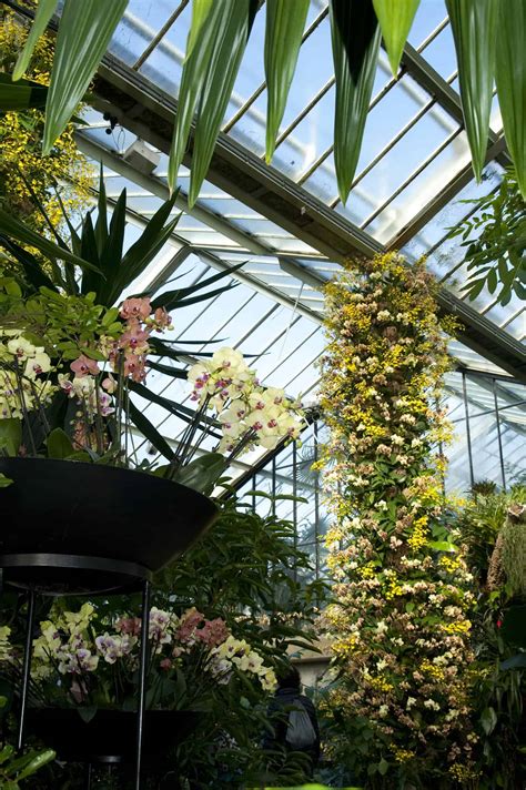 Kew Orchid Festival Kt Pennywood Tours