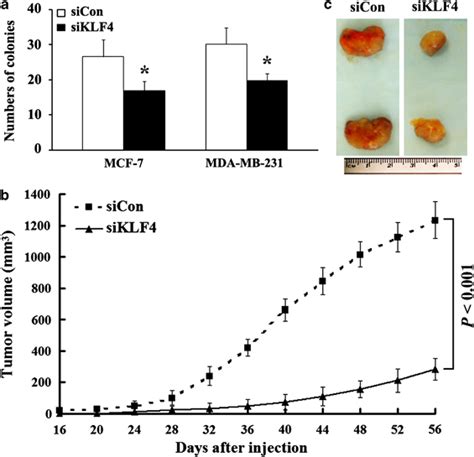 Knockdown Of KLF4 Reduced Tumorigenesis In Vitro And In Vivo A