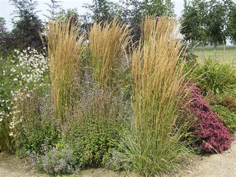 Calamagrostis X Acutiflora Overdam Cc Plants