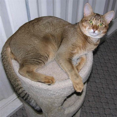 Chausie Cat Info, History, Personality, Kittens, Diet, Pictures