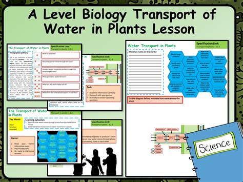 A Level Biology Water Movement In Plants Lesson And Activities Teaching Resources