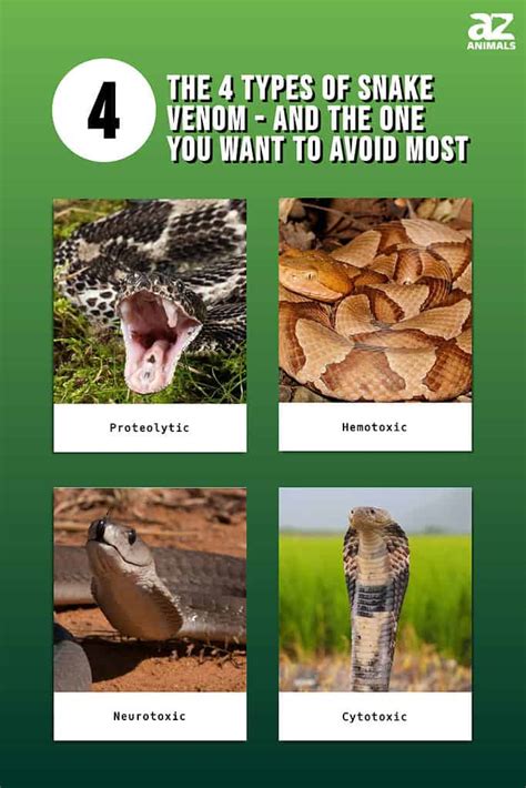 The 4 Types of Snake Venom — And the One You Want to Avoid Most - A-Z ...