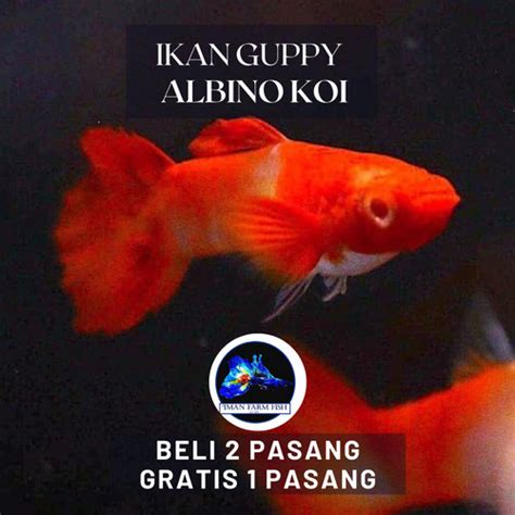 Jual Guppy Albino Koi Genetik King Koi Red Ear Kualitas Grade Kab