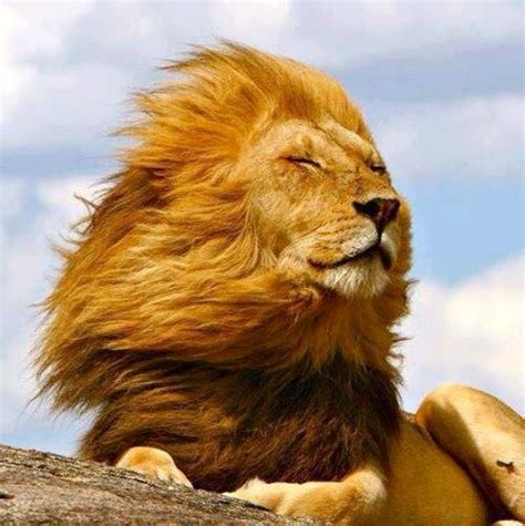 Wind Lion