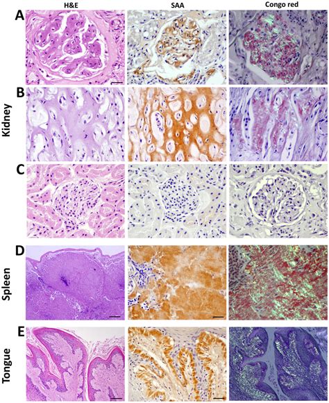 Histochemical And Immunohistochemical Staining Of Island Fox