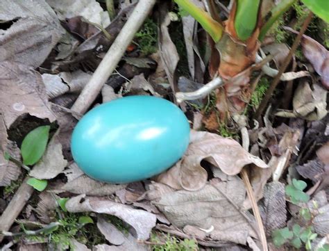 highland tinamou nothocercus bonapartei ecoregistros
