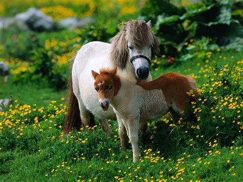 Baby Pony Wallpapers Top Free Baby Pony Backgrounds Wallpaperaccess