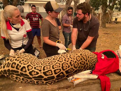 Pantanal Sofre A Maior Devastação De Sua História Enquanto Voluntários