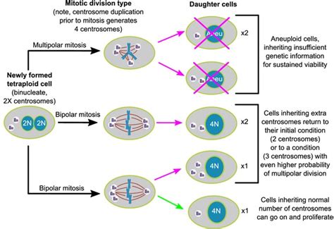 Asymmetric Clustering Of Centrosomes Defines The Early Evolution Of Tetraploid Cells Elife