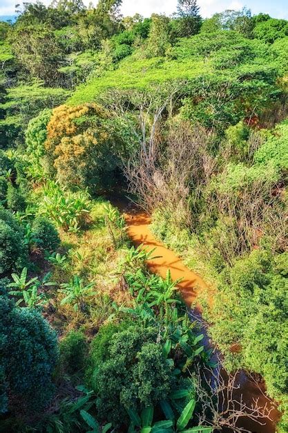 Papua New Guinea Nature Images - Free Download on Freepik